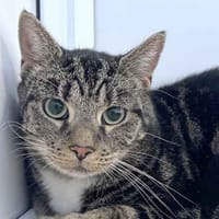 Rolo, cat to adopt