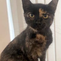 Pickle, female cat to adopt