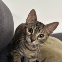 BARBALALA, chatte à adopter