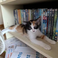BABA, chatte à adopter