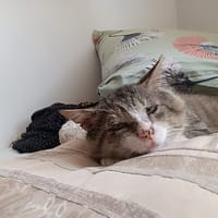FRITILLE, chat à adopter