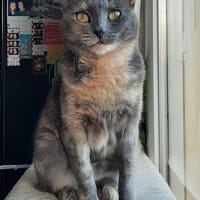 LIHANE, chatte à adopter