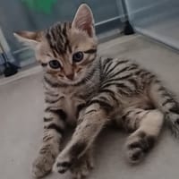 bloom, chatte à adopter