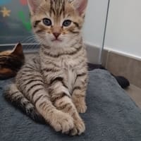 breeze, chatte à adopter
