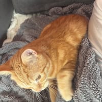 KIRUA, chat à adopter