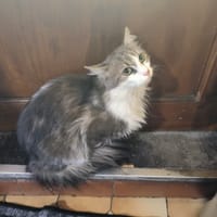 OLAF, chat à adopter