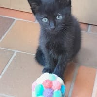 tinours, chat à adopter