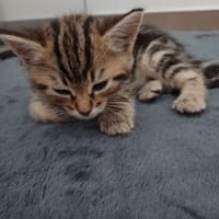 buenita, chatte à adopter