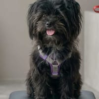 BAMBI, chienne à adopter