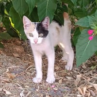 NATALIA, chatte à adopter