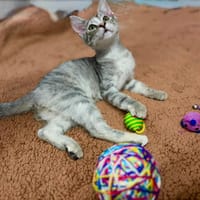 MIAA, chatte à adopter