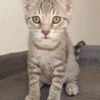 Picchu, chat à adopter
