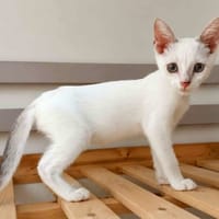 Haku, chat à adopter