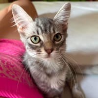 Joyce, chatte à adopter