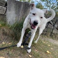 Meweusz, pies do adopcji