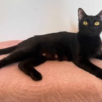 Cookie, chatte à adopter