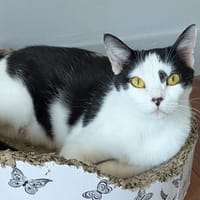 ARYNA, chatte à adopter