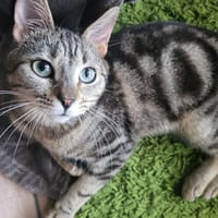 Simplet, chat à adopter