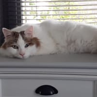Sushi, chat à adopter