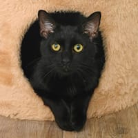 Timide, chat à adopter