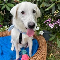 Nico, Hund zur Adoption