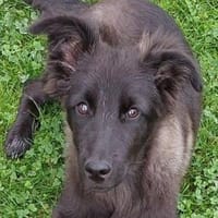Fröhliche LUCY 2, Hündin zur Adoption