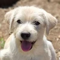 Hundebub CHARLIE, Hund zur Adoption