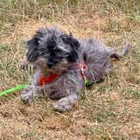 Gigi, Hündin zur Adoption