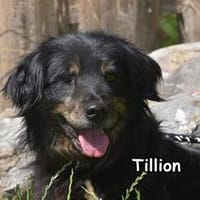 TILLION, Hund zur Adoption