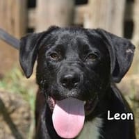 LEON, Hund zur Adoption