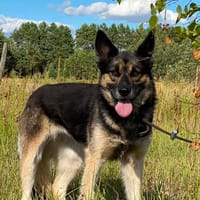 Alfa - tolle Begleiterin, Hündin zur Adoption