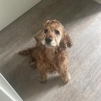 Lotti  bezaubernde Cocker Spaniel-Hündin sucht Zuhause, Hündin zur Adoption