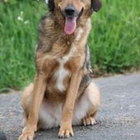 Juni - intelligent u. aufgeweckt, Hündin zur Adoption