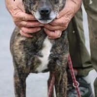 Gustav - fröhlich u. sportlich, Hund zur Adoption