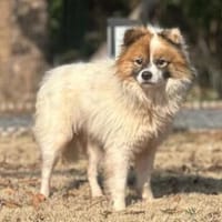 Julian unser Ruhepol, Hund zur Adoption