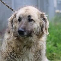 Torello - kinderlieber Jungrüde, Hund zur Adoption