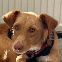 Novis, geb. ca. 09/2025, 33142 Büren-Wewelsburg, Hund zur Adoption