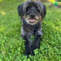 Axel LM  zutraulicher Begleiter, Hund zur Adoption