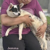Jemma unsere wilde Hummel, Hündin zur Adoption