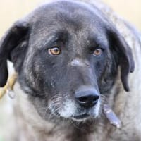 Santi - sehr verschmust u. lieb, Hund zur Adoption
