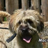 MACI, Hund zur Adoption