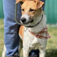Jackie  sucht sein Zuhause, Hund zur Adoption