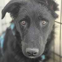 Dane - wartet in 96160 Geiselwind, Hund zur Adoption