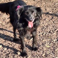 Rio sucht seine Menschen, Hund zur Adoption