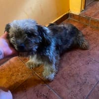 Älterer Rüde Kalle sucht Körbchen, Hund zur Adoption