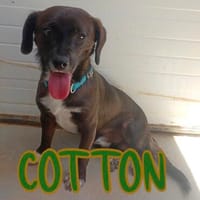 kleiner, lieber Cotton, 35 cm hoch, Hund zur Adoption