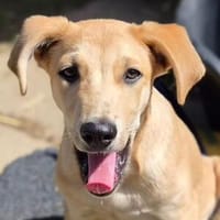 Hundebub TIMO, Hund zur Adoption