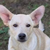 Welpenkind LUNA, Hündin zur Adoption