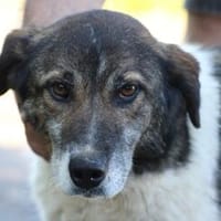 Sukia - ruhige, verschmuste Hündin, Hündin zur Adoption