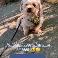 Dodo sucht seine Für-Immer-Menschen, Hund zur Adoption